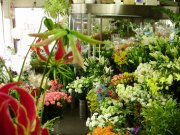 「大堀生花店」　（北海道札幌市中央区）の花屋店舗写真1